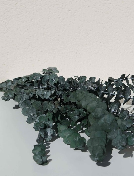 Eucalipto estabilizado Baby Blue